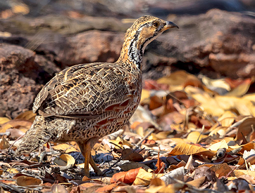 Shelley's Francolin